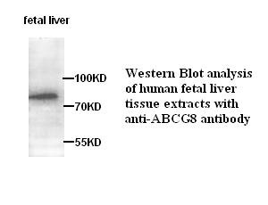 ABCG8 antibody (pAb)