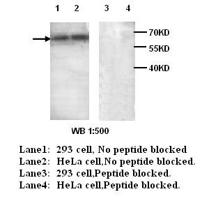 ABCE1 antibody (pAb)