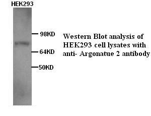 AGO2 antibody (pAb)