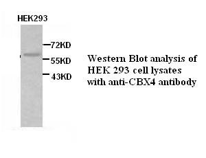 CBX4 antibody (pAb) CBX4 antibody (pAb)