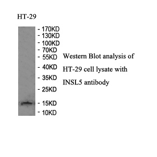 INSL5 antibody (pAb)