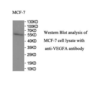 VEGFA antibody (mAb)