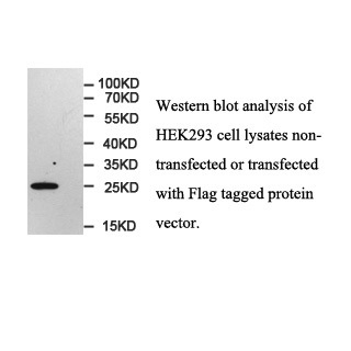 Flag antibody(mAb) Flag antibody(mAb)
