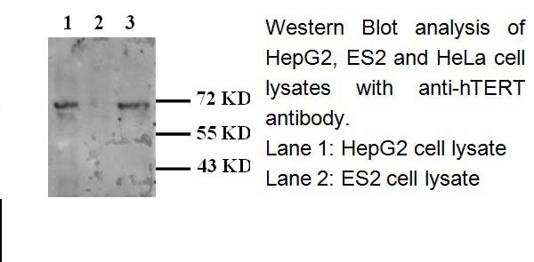 hTERT antibody (mAb) hTERT antibody (mAb)