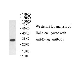 E Tag antibody(mAb) E Tag antibody(mAb)
