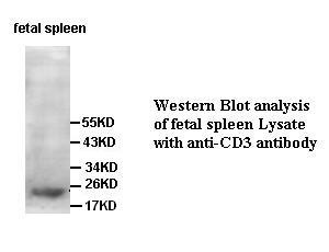 CD3 antibody (mAb) CD3 antibody (mAb)