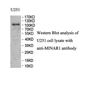 MINAR1 antibody (pAb) MINAR1 antibody (pAb)