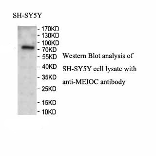 MEIOC antibody (pAb) MEIOC antibody (pAb)