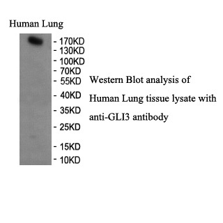 GLI3 antibody (pAb)