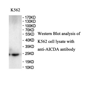 AICDA antibody (pAb)