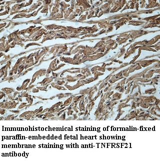 TNFRSF21 antibody (pAb)