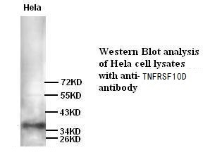 TNFRSF10D antibody (pAb) TNFRSF10D antibody (pAb)