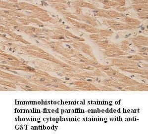 GST antibody (pAb) GST antibody (pAb)