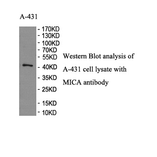 MICA antibody (pAb) MICA antibody (pAb)