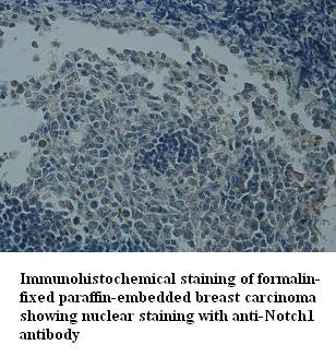 NOTCH1 antibody (pAb)