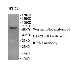 RIPK3 antibody (pAb) RIPK3 antibody (pAb)