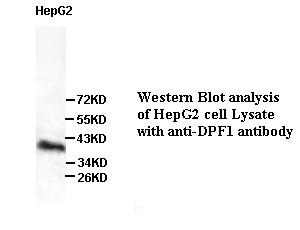 DPF1 antibody (pAb) DPF1 antibody (pAb)
