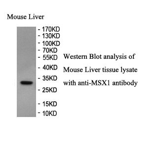 MSX1 antibody (pAb) MSX1 antibody (pAb)