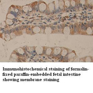 TNFRSF25 antibody (pAb) TNFRSF25 antibody (pAb)