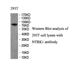 NTRK1 antibody (pAb) NTRK1 antibody (pAb)