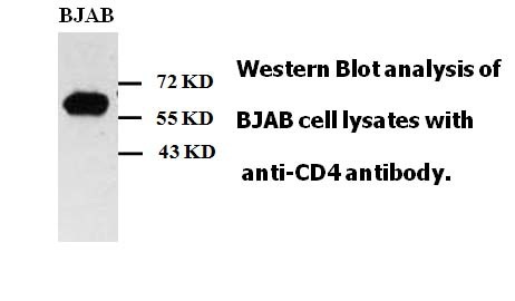CD4 antibody (mAb) CD4 antibody (mAb)