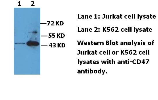 CD47 antibody (mAb) CD47 antibody (mAb)