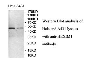 HEXIM1 antibody (pAb) HEXIM1 antibody (pAb)