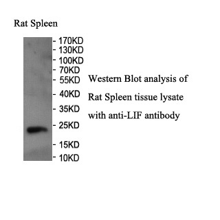 LIF antibody (pAb) LIF antibody (pAb)