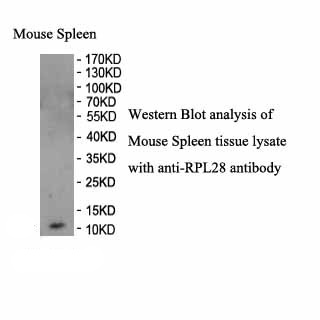 RPL28 antibody (pAb)