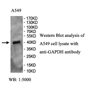 GAPDH antibody (pAb) GAPDH antibody (pAb)
