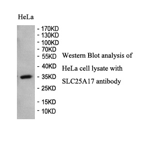 SLC25A17 antibody (pAb) SLC25A17 antibody (pAb)
