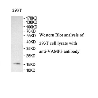 VAMP3 antibody (pAb) VAMP3 antibody (pAb)