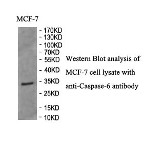 Caspase 6 antibody (pAb) Caspase 6 antibody (pAb)