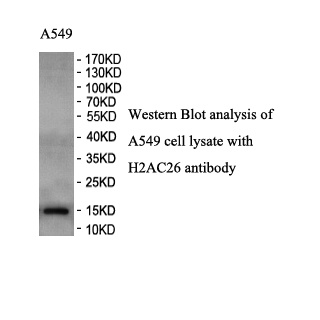 H2BC26 antibody (pAb) H2BC26 antibody (pAb)