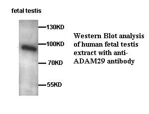 ADAM29 antibody (pAb)
