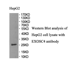 EXOSC4 antibody (pAb) EXOSC4 antibody (pAb)