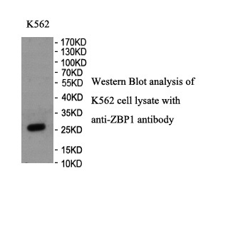 ZBP1 antibody (pAb)