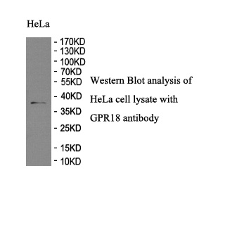 GPR18 antibody (pAb) GPR18 antibody (pAb)
