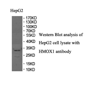 HMOX1 antibody (pAb) HMOX1 antibody (pAb)