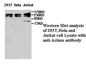 Acinus antibody (pAb)