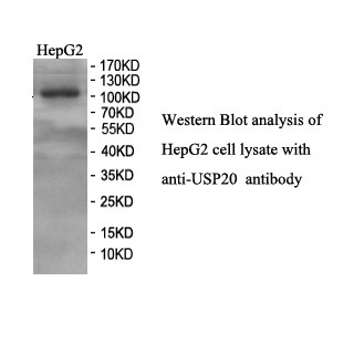 USP20 antibody (mAb) USP20 antibody (mAb)
