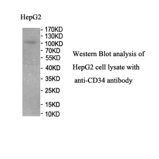 CD34 antibody (mAb) CD34 antibody (mAb)
