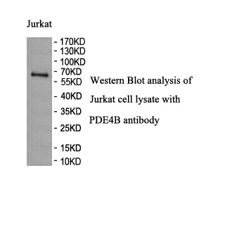 PDE4B antibody (pAb) PDE4B antibody (pAb)
