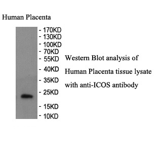 ICOS antibody (pAb) ICOS antibody (pAb)