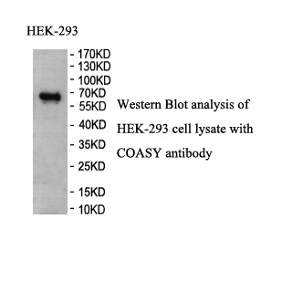 COASY antibody (pAb) COASY antibody (pAb)