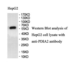PDIA2 antibody (pAb)