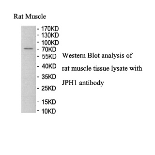 JPH1 antibody (pAb) JPH1 antibody (pAb)