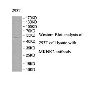 MKNK2 antibody (pAb) MKNK2 antibody (pAb)