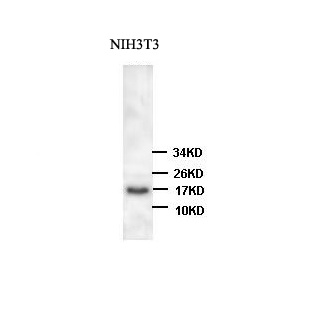 COX4I1 antibody (pAb)