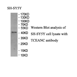 TCEANC antibody (pAb) TCEANC antibody (pAb)